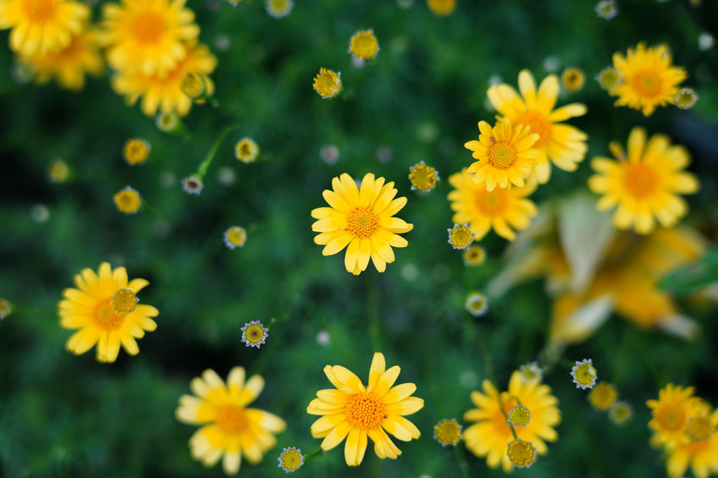 散歩中に見つけた草花！