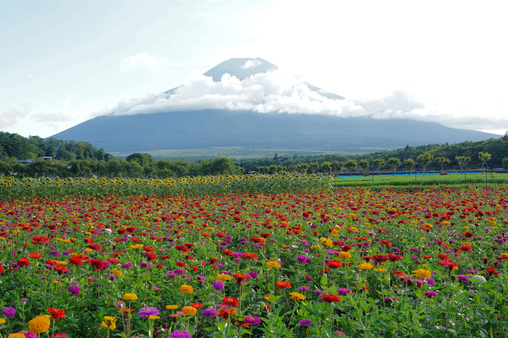 雲隠れの合間の富士とお花畑！