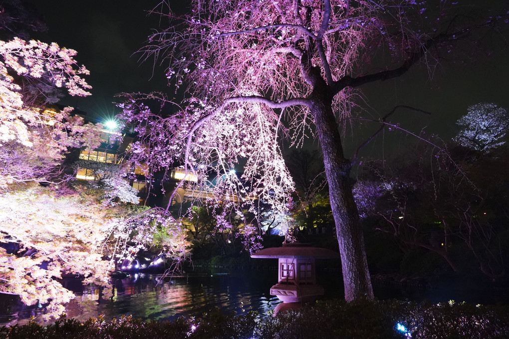 桜ライトアップイベント！ 