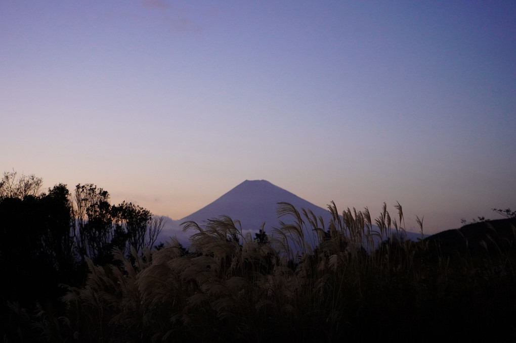 富士山にはススキがよく似合う！