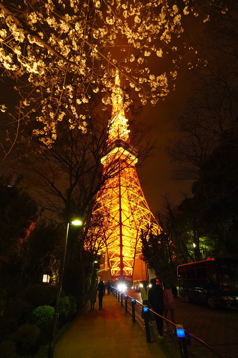 東京タワーと夜桜！