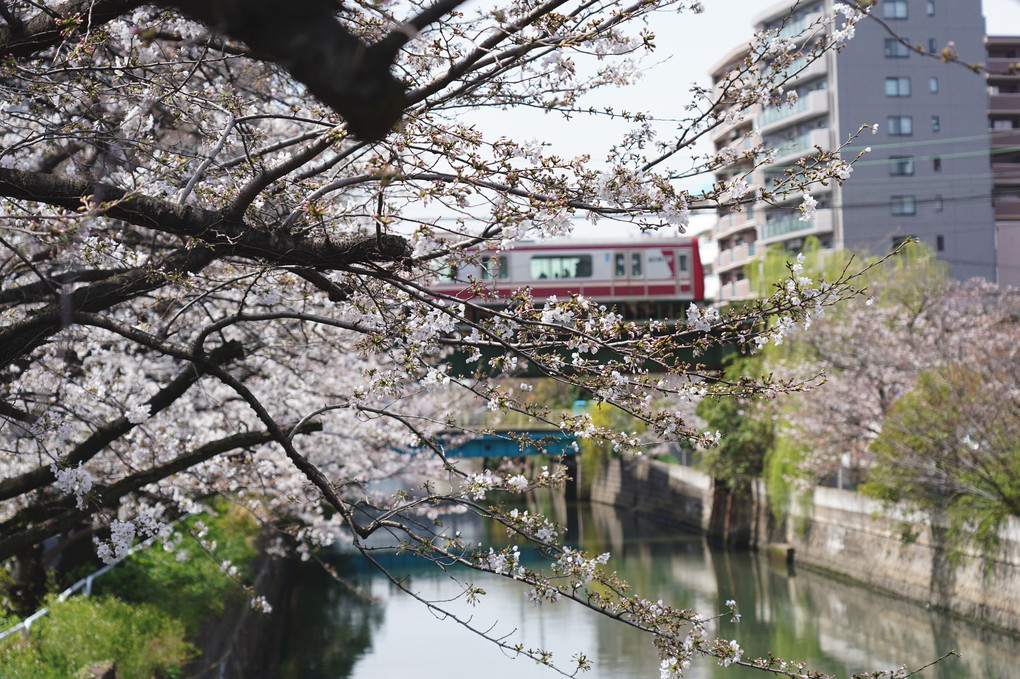 赤い電車と桜！