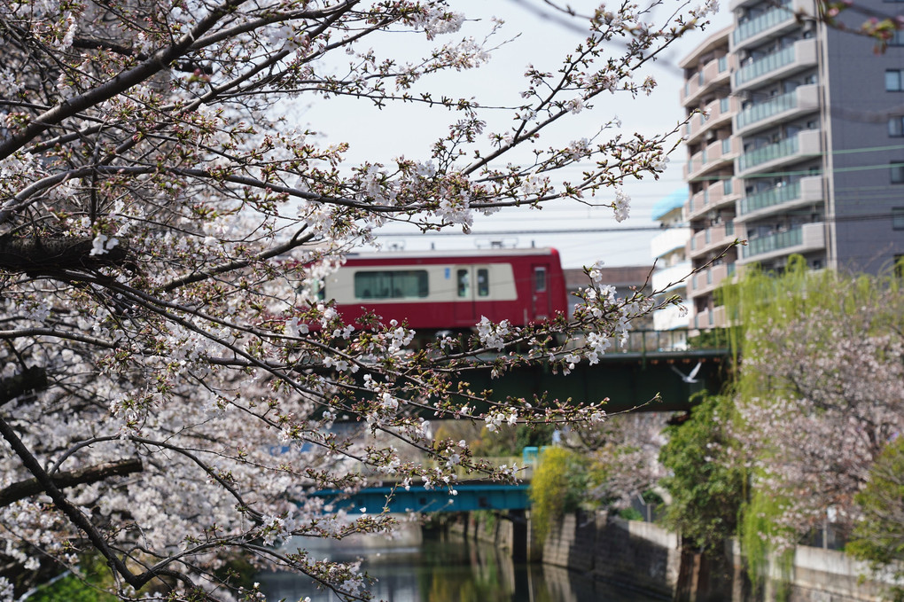 赤い電車と桜！