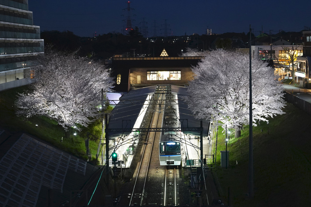 ライトアップされた夜桜と電車！