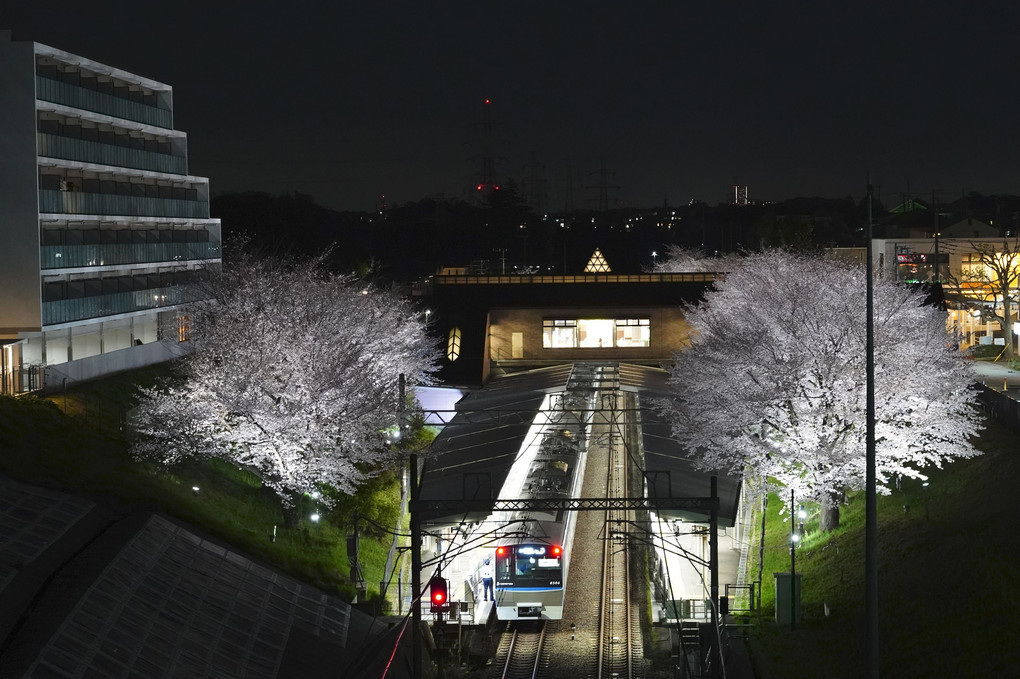 ライトアップされた夜桜と電車！