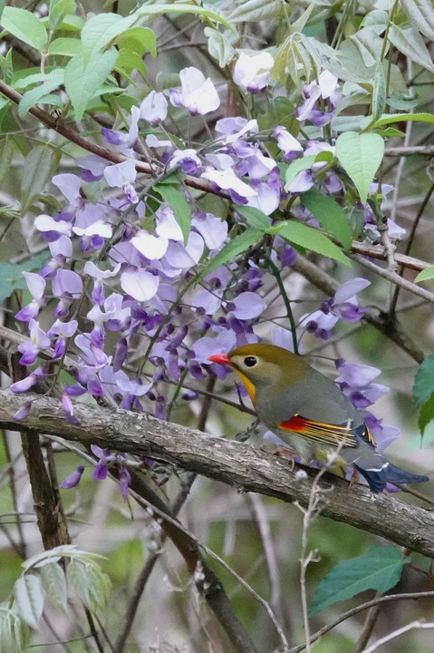 花と鳥