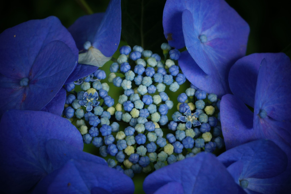 額紫陽花