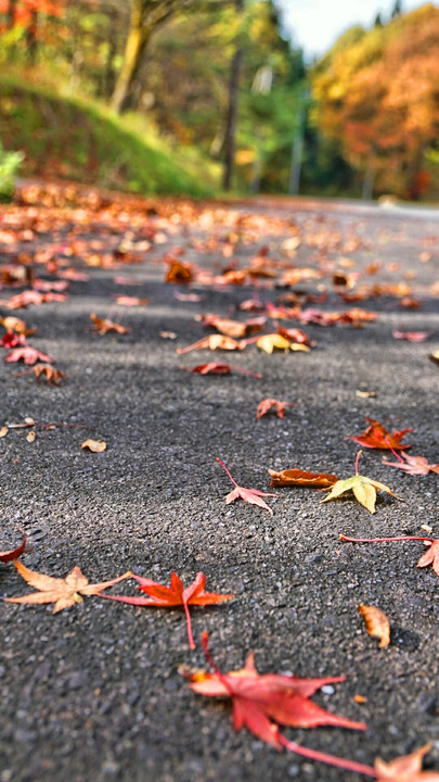 秋の道路