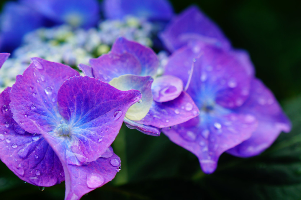 梅雨、紫陽花。