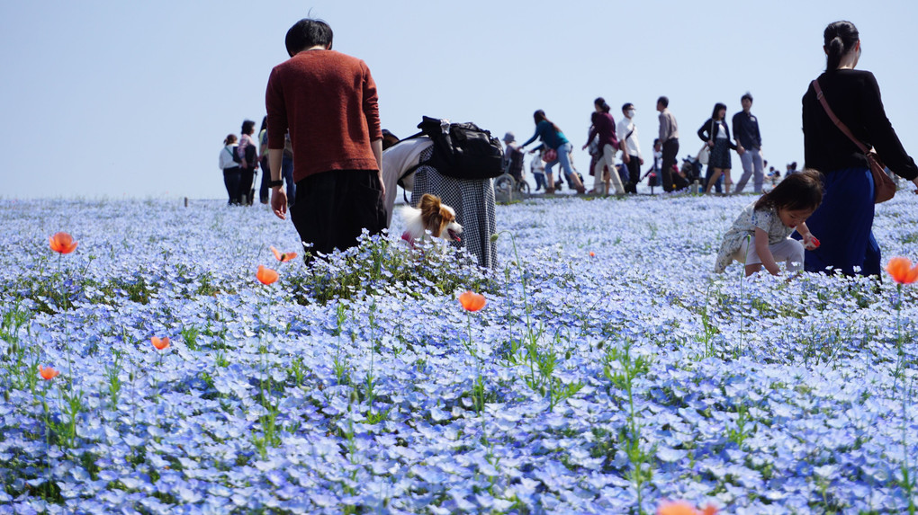 ひたち海浜公園