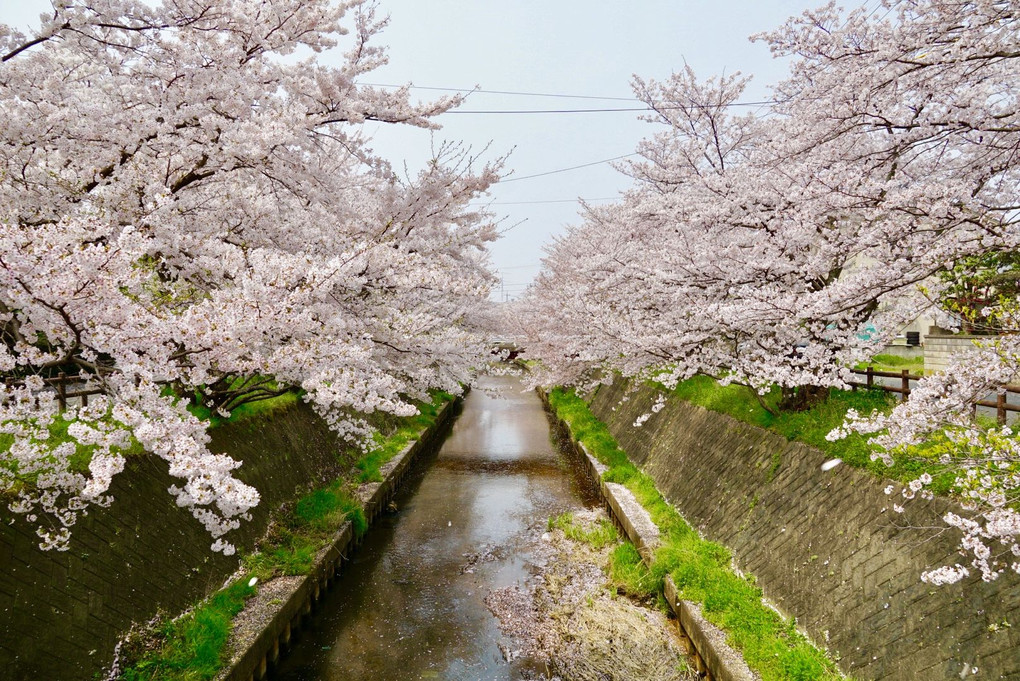 Sakura2019