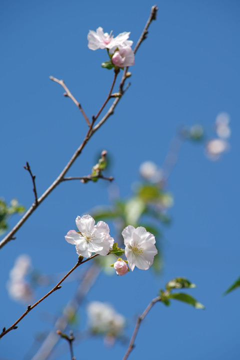 今日の二枚・桜咲く（アーコレード）・9/21