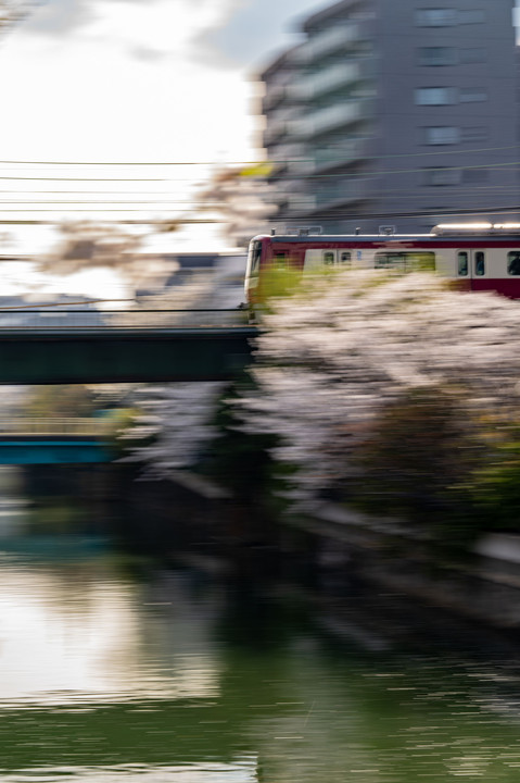 Trains running through cherry blossoms