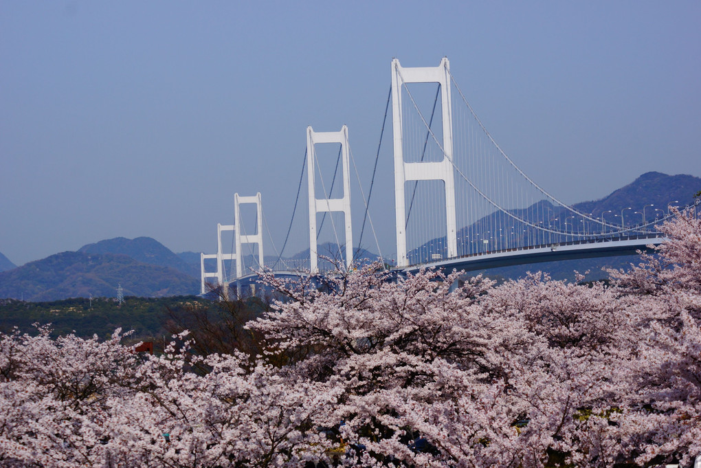 しまなみ海道　来島海峡大橋　桜満開