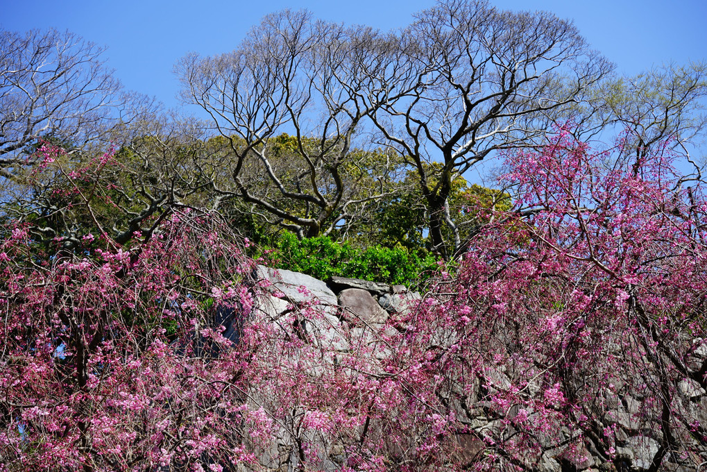 福岡城跡の桜