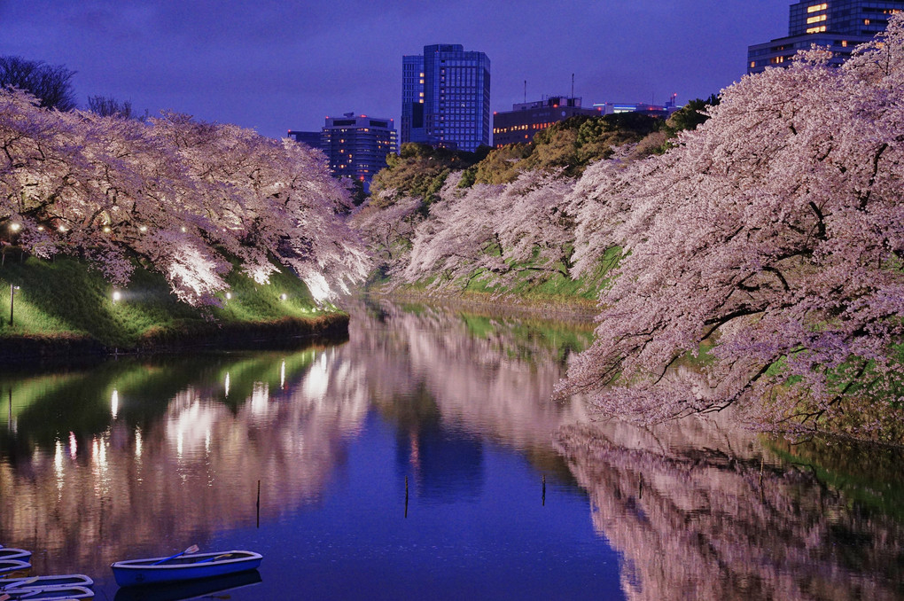 色々な桜①～東京編～