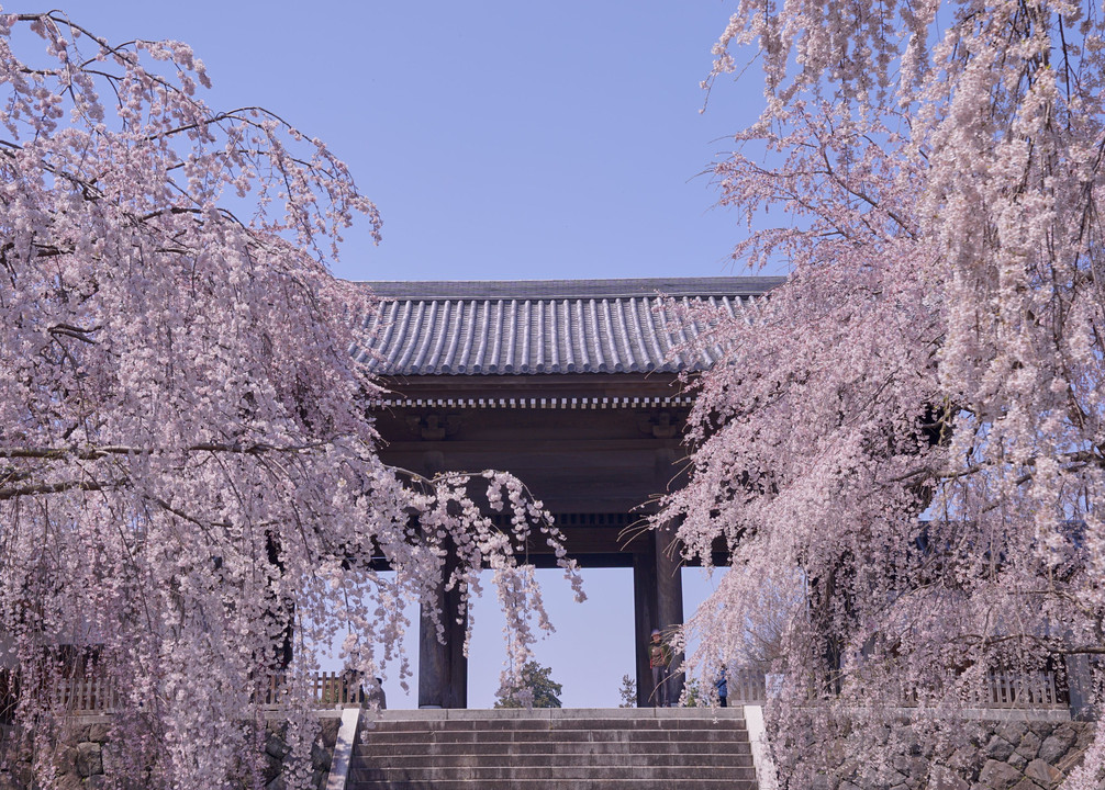 色々な桜①～東京編～