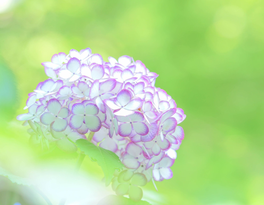 紫陽花の季節の明月院