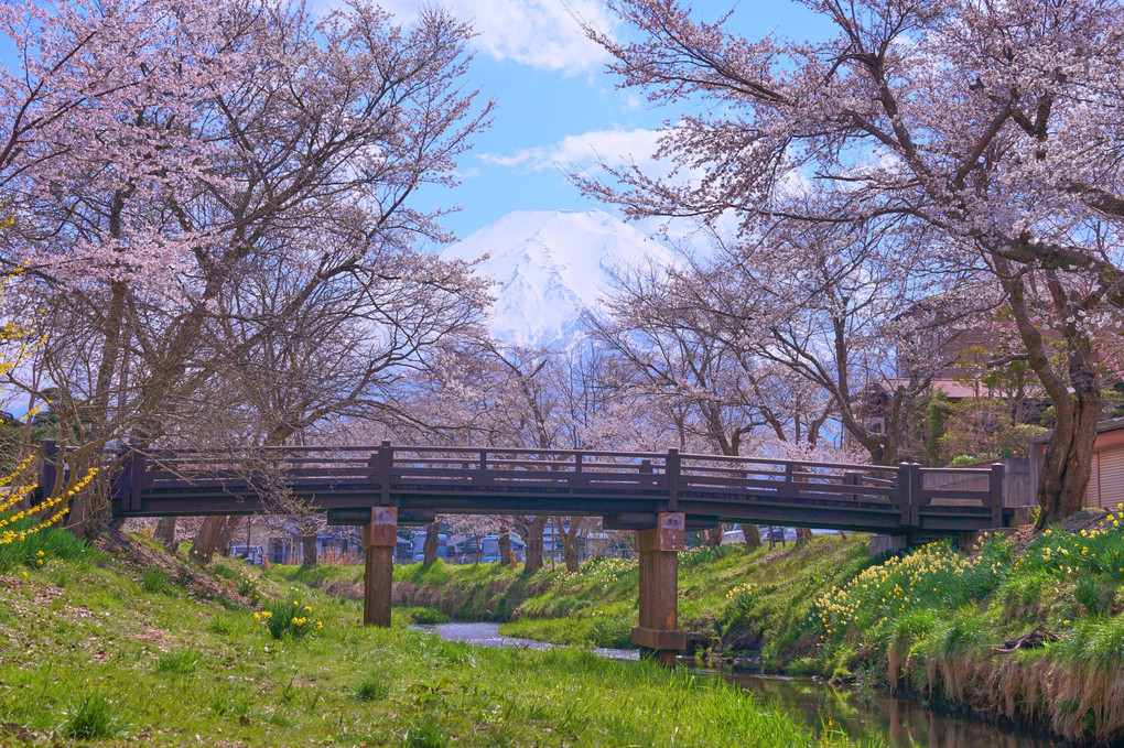 春の富士山