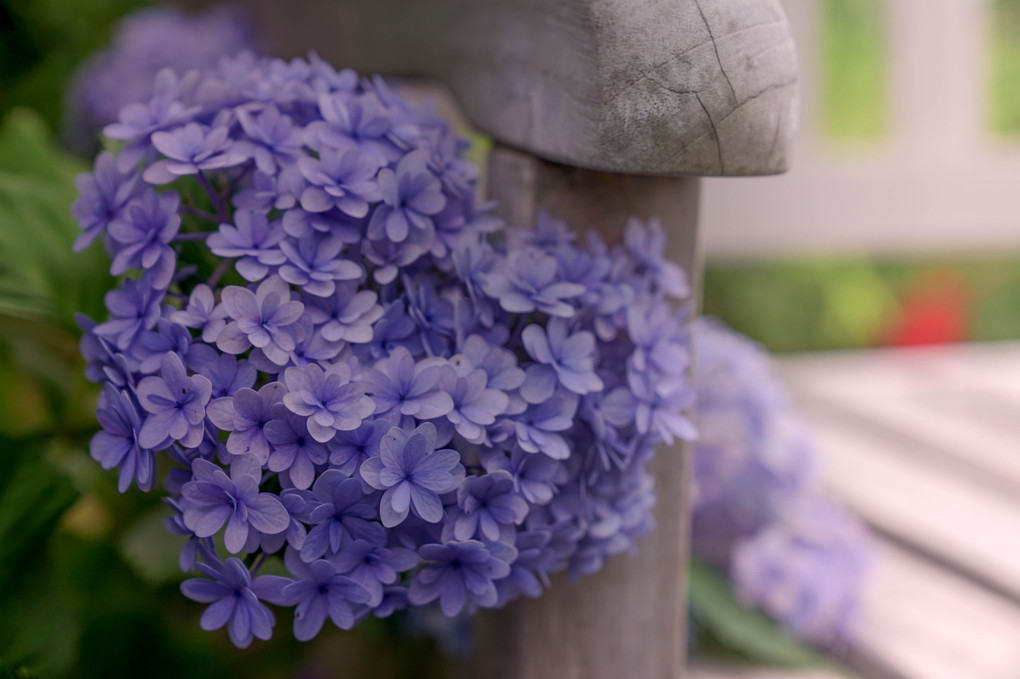 紫陽花の季節のイングリッシュガーデン