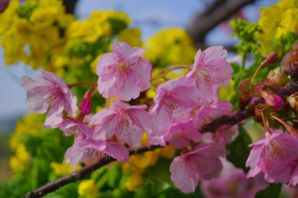糸島の春