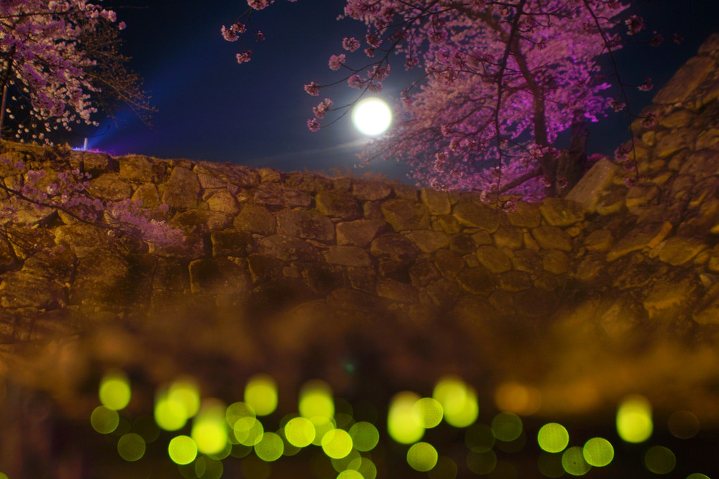 桜のお濠に玉の光