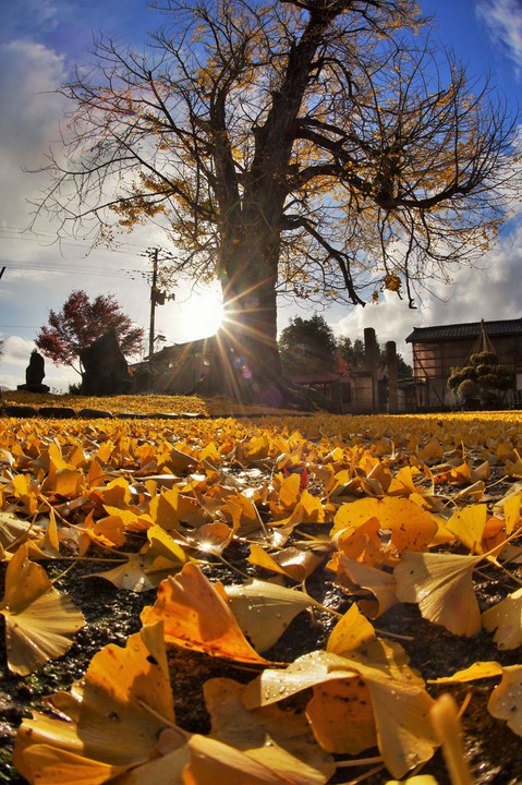 黄色い落葉と禅定院のイチョウ