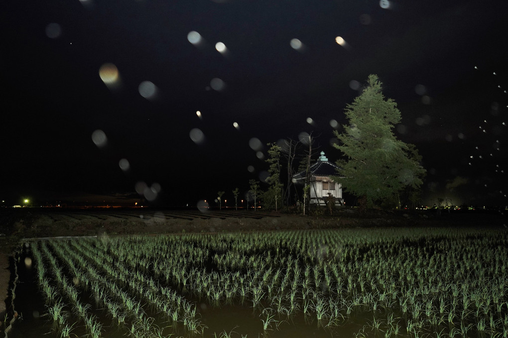 夜の田んぼに雨が降る