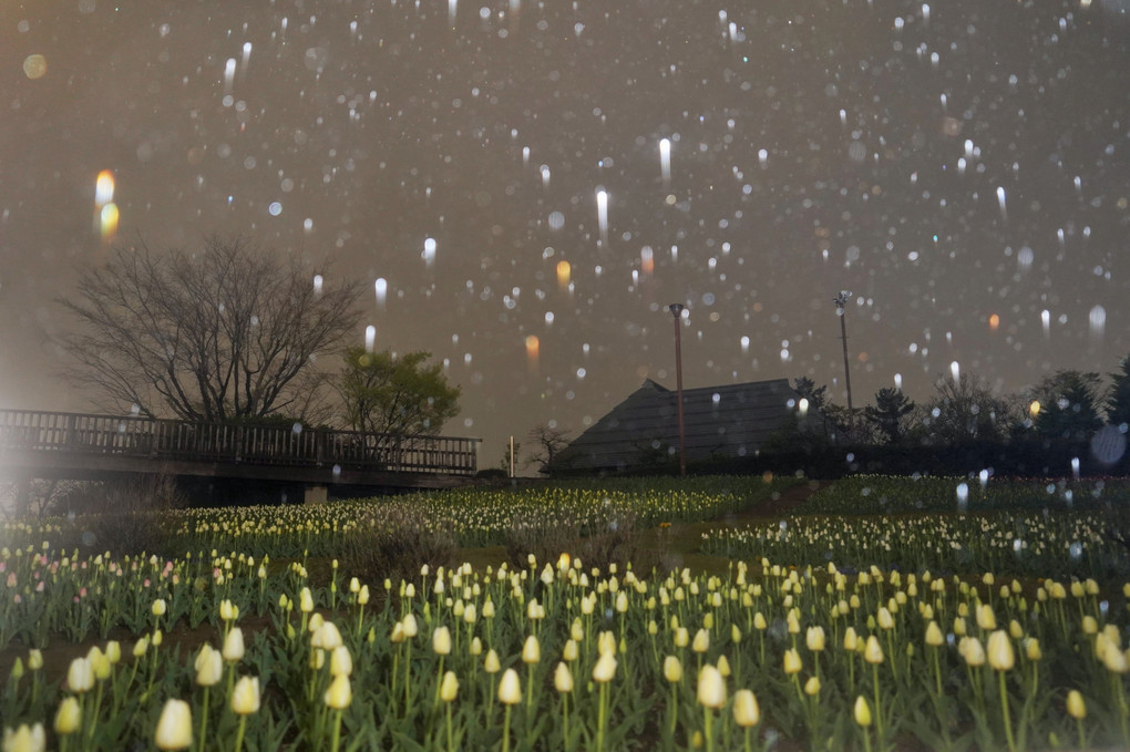 雨夜のチューリップ畑