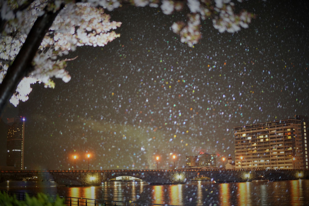 雨の夜桜・萬代橋