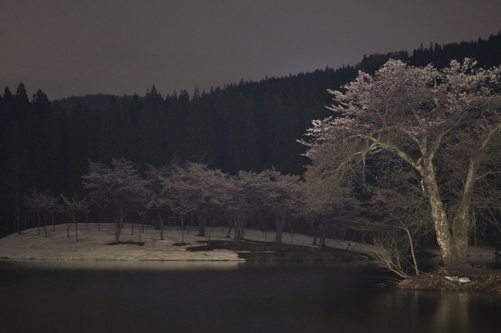 残雪の夜桜