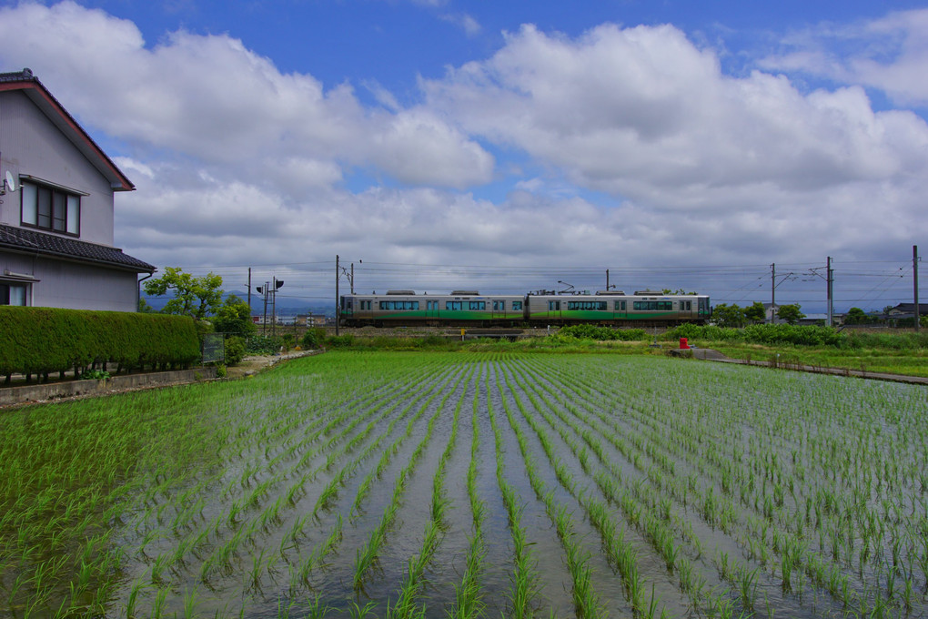 早苗田(さなえだ)と緑の列車