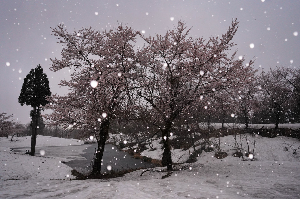 雪上桜に雪が降る