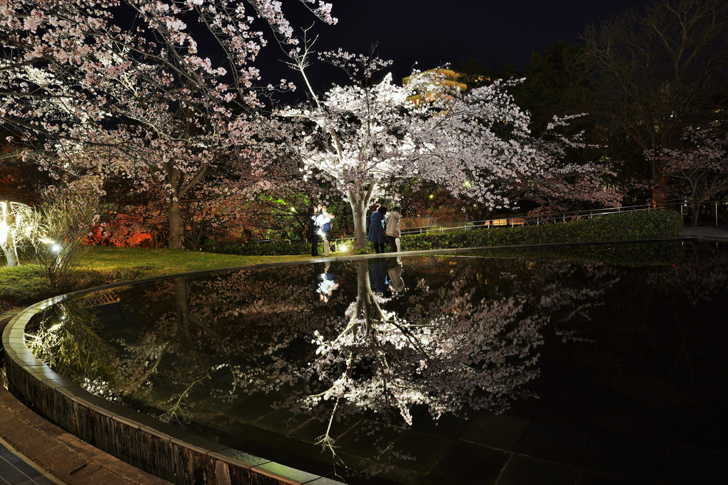 池に映る夜桜