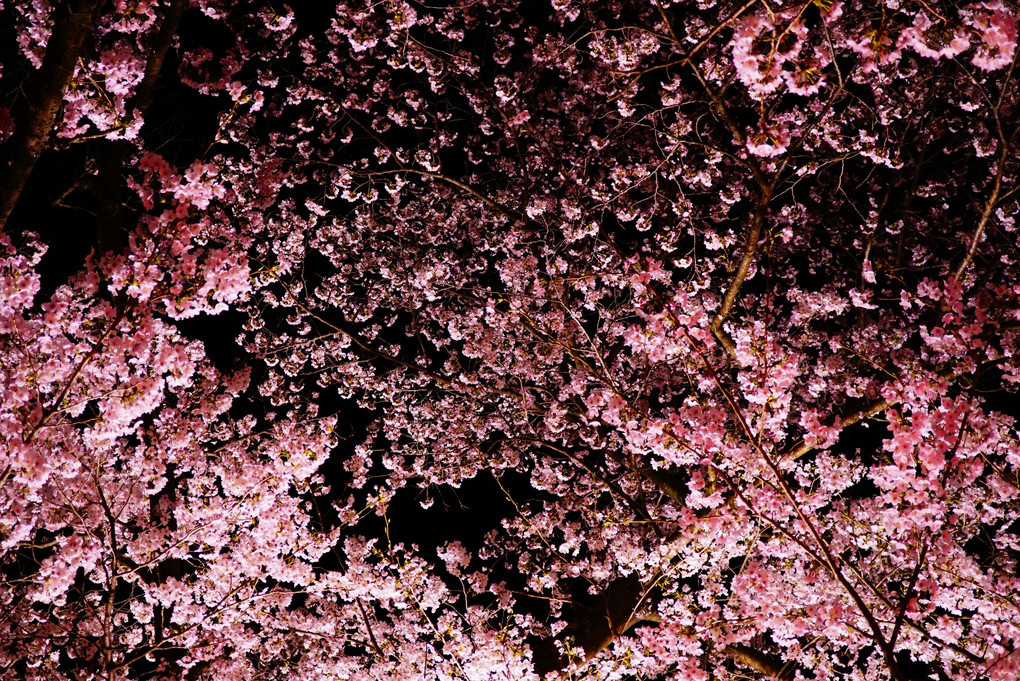 夜桜、見上げて