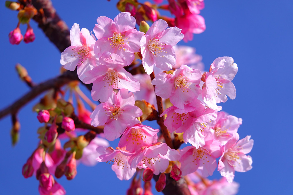 石川県でも河津桜咲いてます