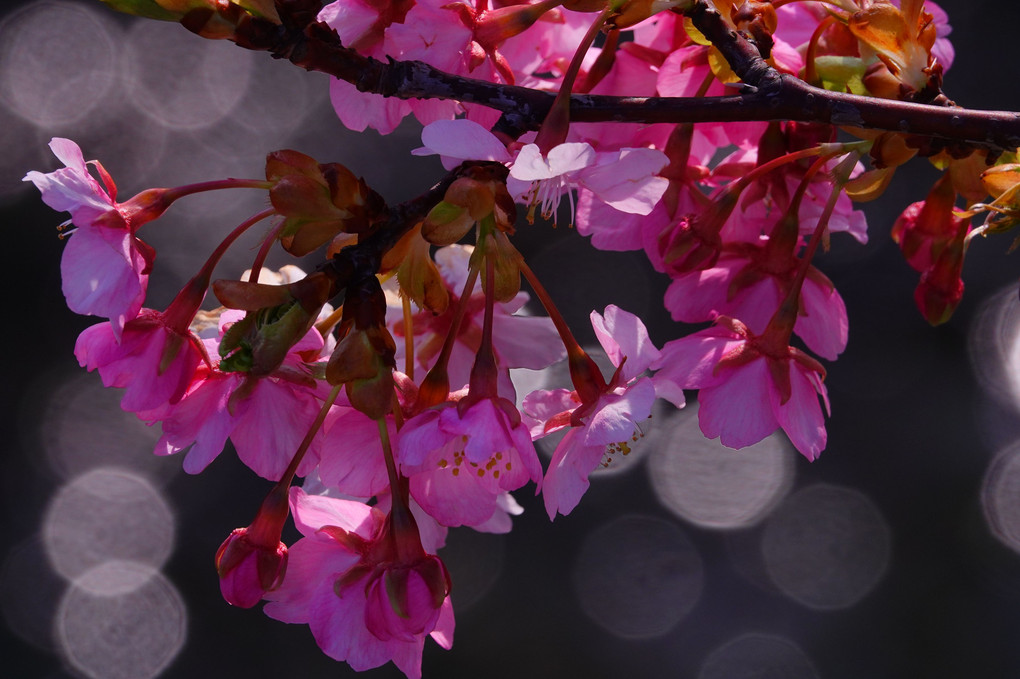 石川県でも河津桜咲いてます