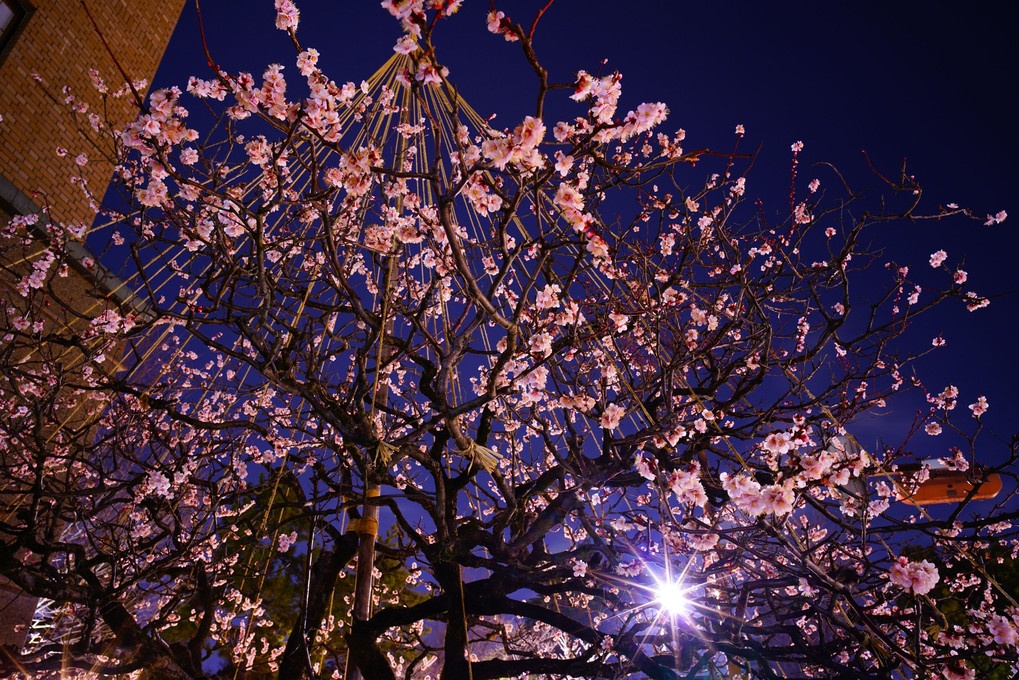 金沢の「市の木」は梅