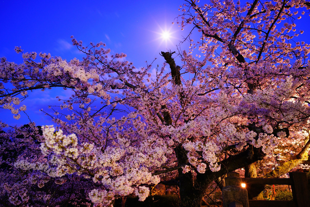 小望月と桜