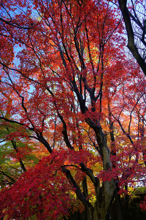 金沢城公園の紅葉