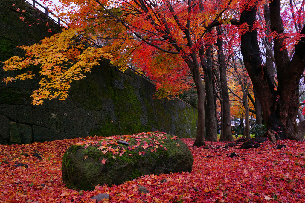 石垣と紅葉  金沢城公園