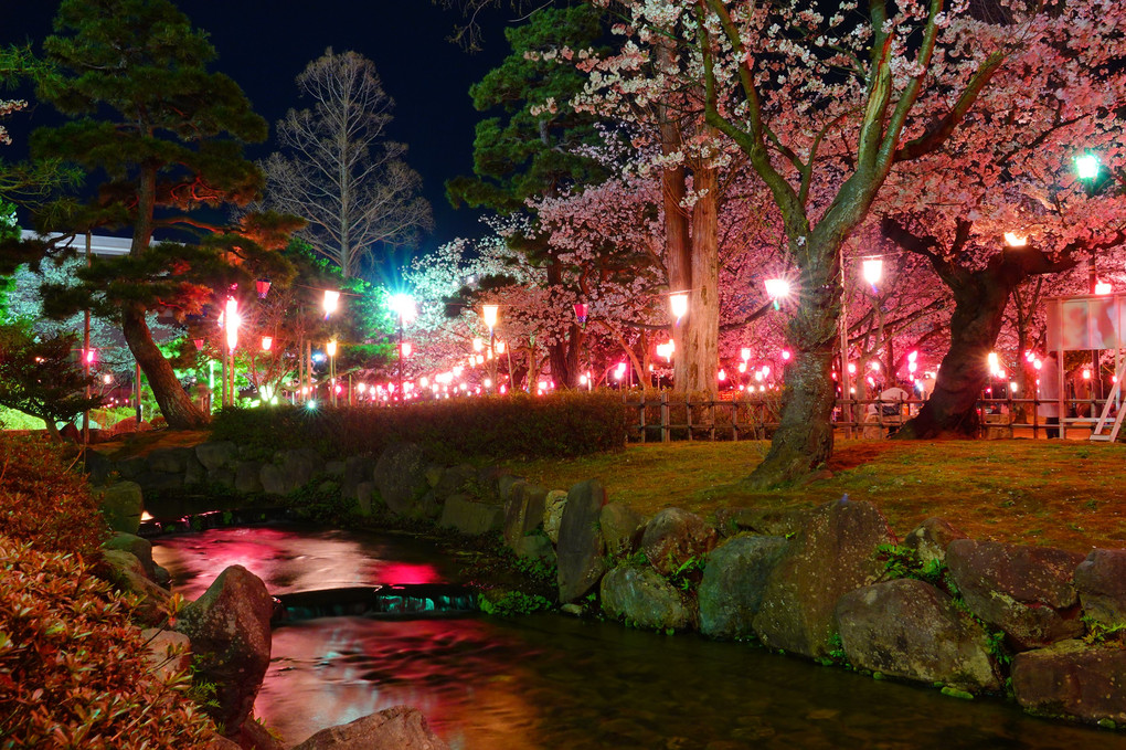 夜桜  芦城公園