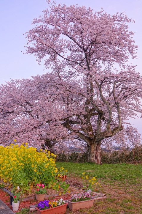 う川古代(いにしえ)桜