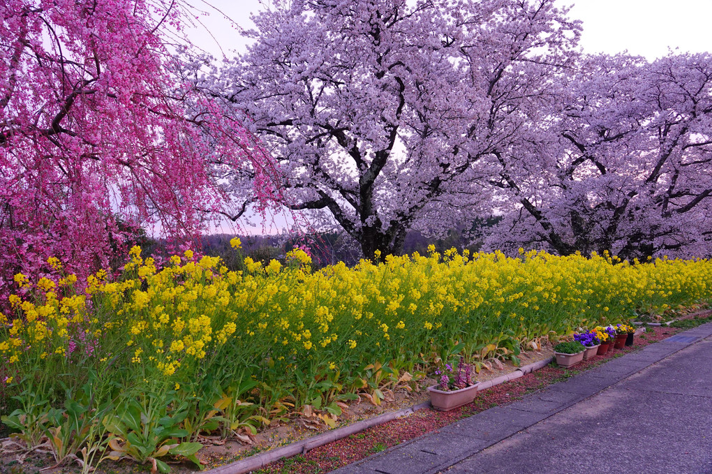 う川古代(いにしえ)桜