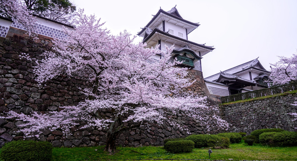 石川門と桜