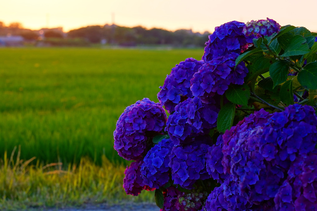 夕映え紫陽花
