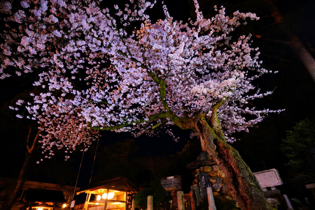 夜桜 夜遊び