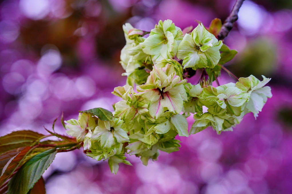 御衣黄桜