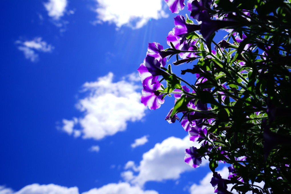 5月の晴れ空