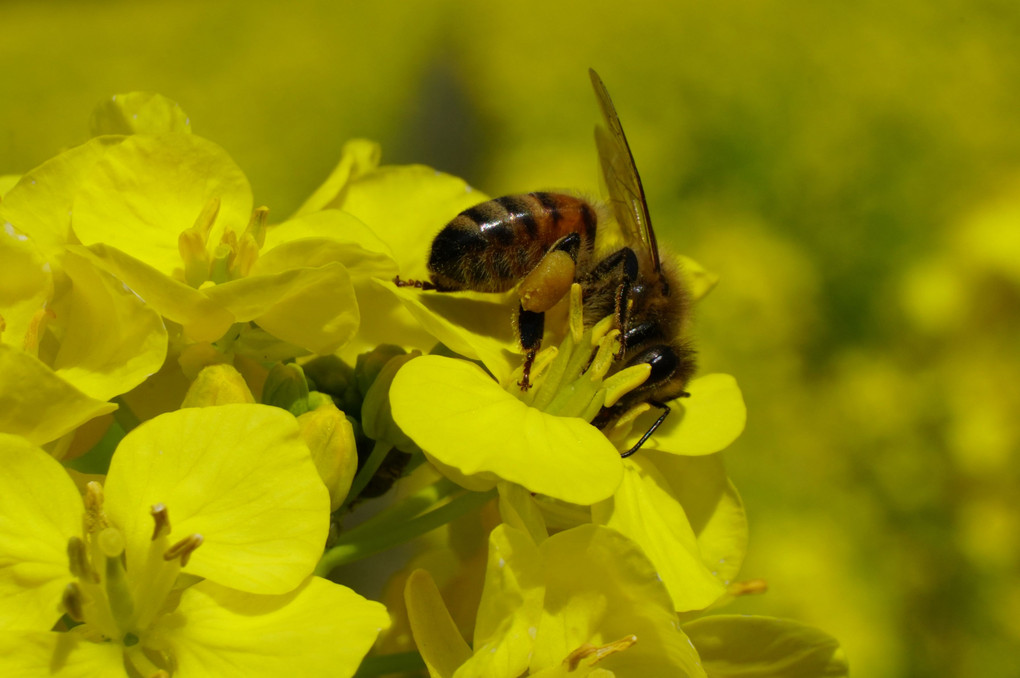 菜花とミツバチ